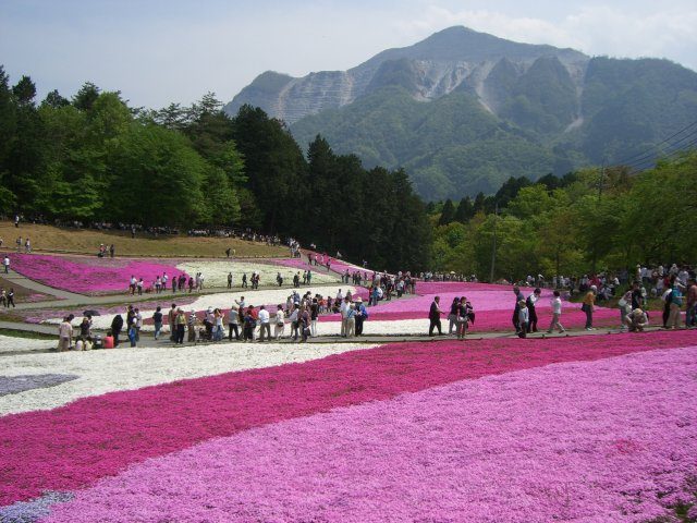 從池袋出發只要80分鐘即可抵達！有著芝櫻之丘美名的「羊山公園」！