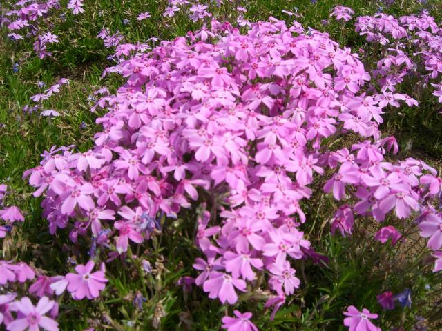 芝櫻品種：秋天的玫瑰