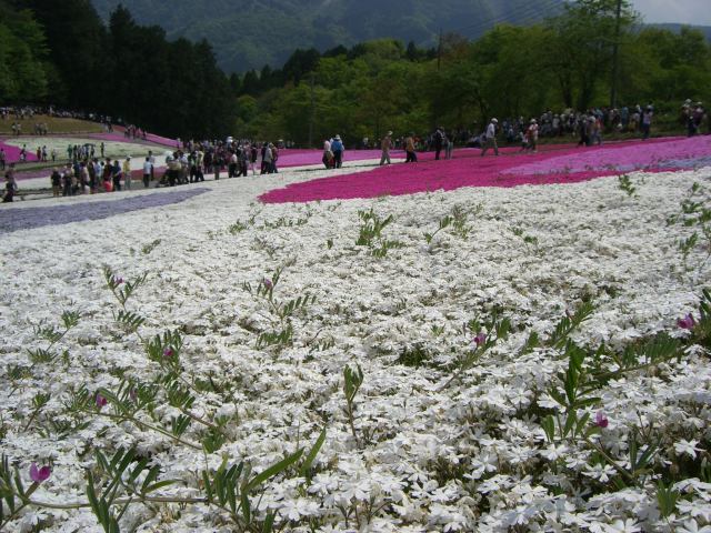 芝櫻品種：小不點