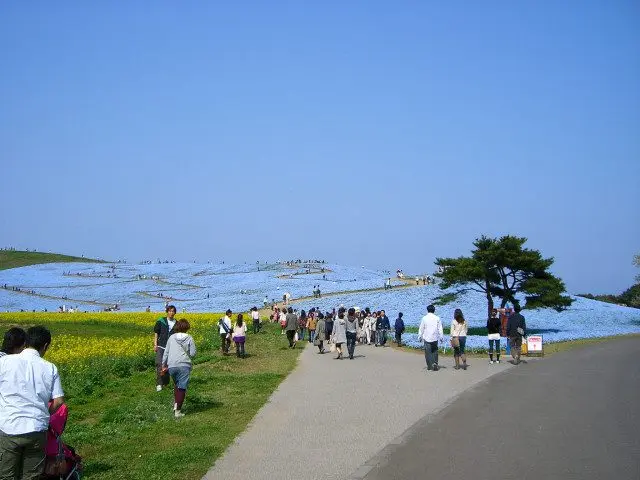 鋪在山坡上的藍色地毯