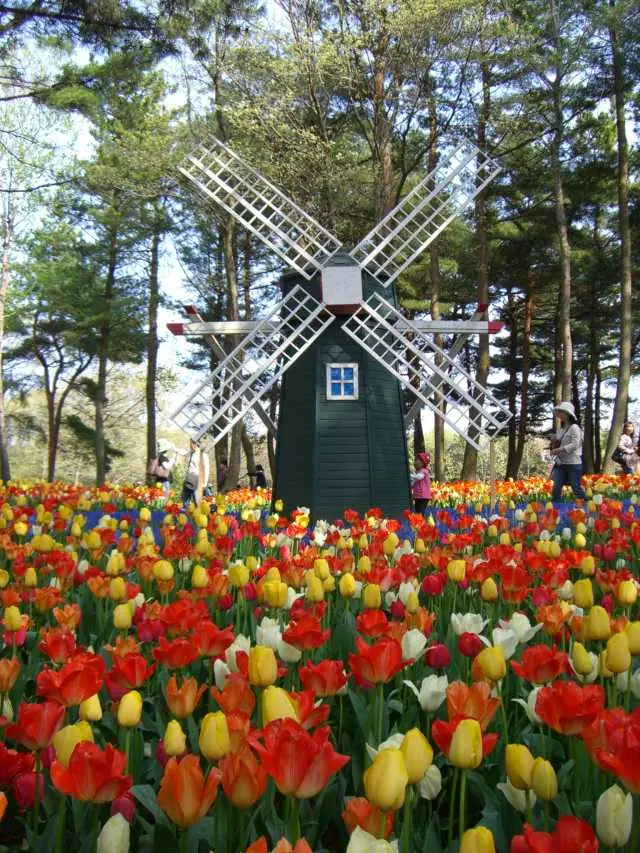 鬱金香之花海