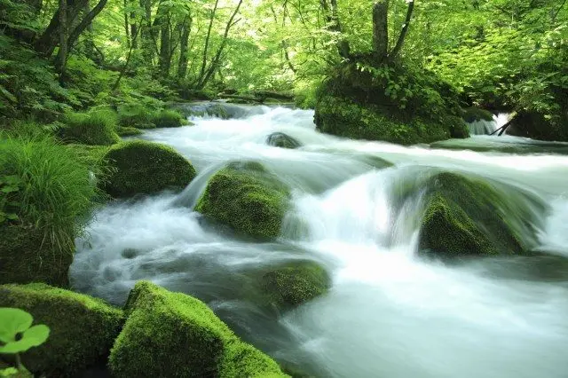 青森縣的特別名勝和天然紀念物「奧入瀬溪流」