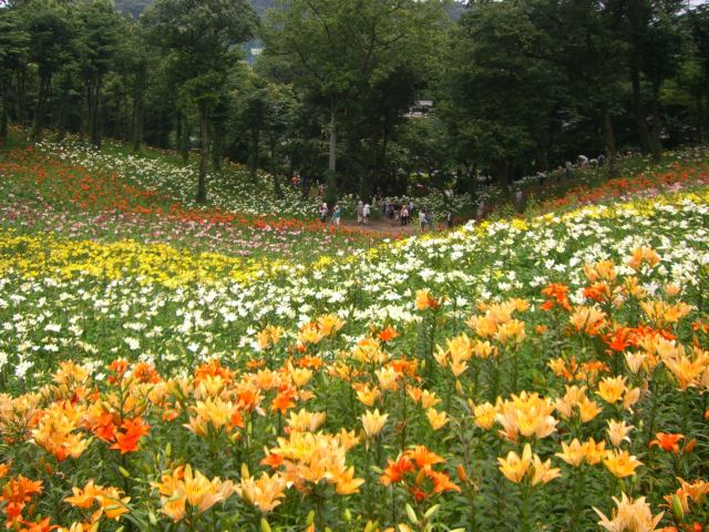 位於東京近郊埼玉縣的「所澤百合園」即將迎來百合花競相盛開的好時節！