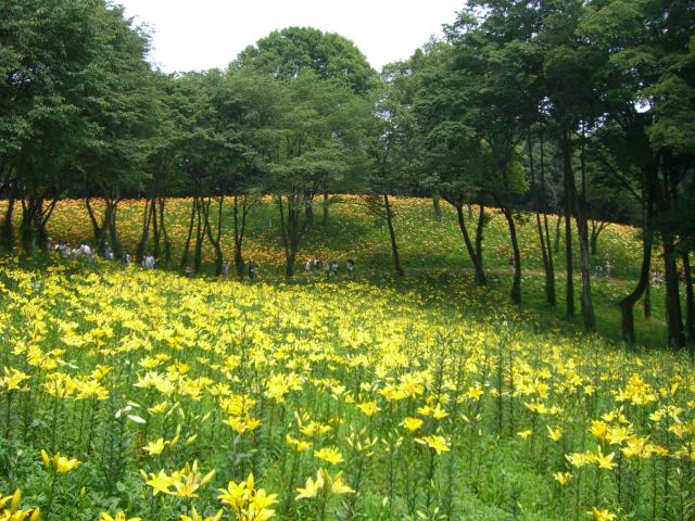 翠綠的樹林和嫵媚的百合花