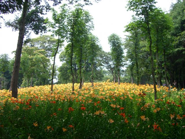 在樹蔭下默默開放的百合花