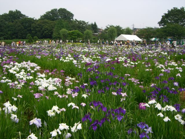 6月上旬～7月上旬是百合花全開的季節