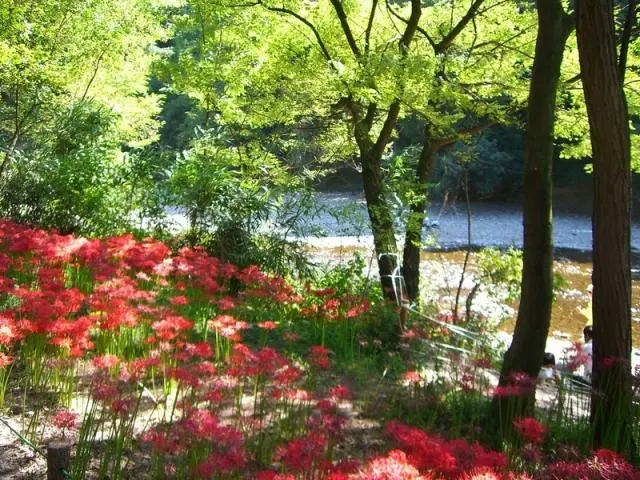 巾着田則是觀賞曼珠沙華的第一名所。