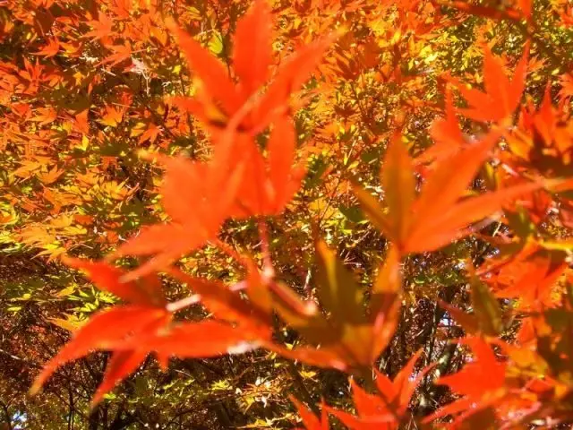 银杏与枫叶交织的美景