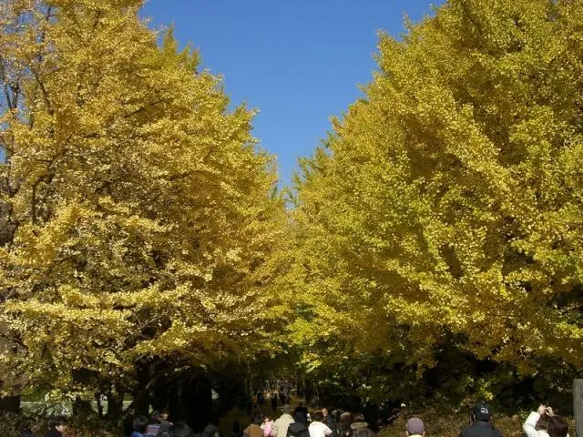 银杏树搭建的「黄金隧道」