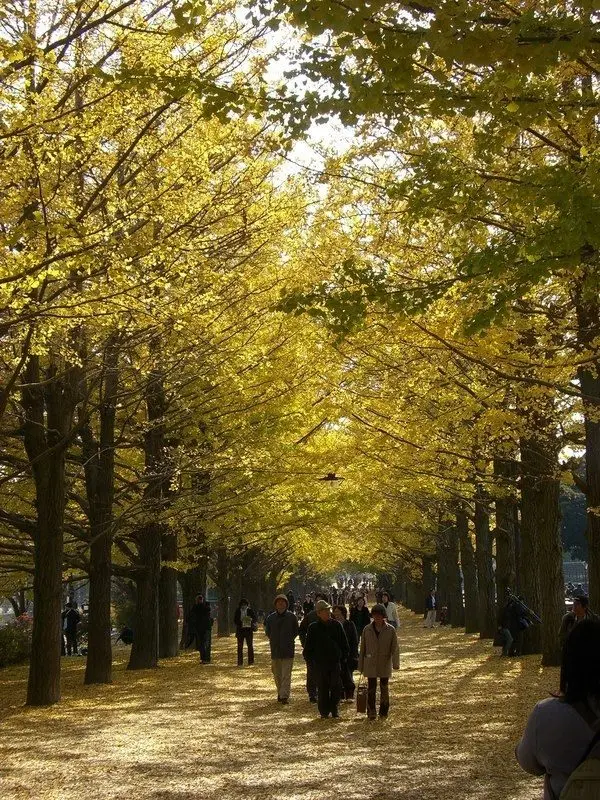 满地落叶的金黄色地毯