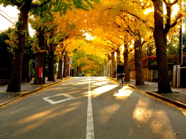 Tall ginkgo trees in orderly lines