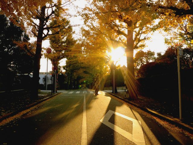 Tall ginkgo trees in orderly lines
