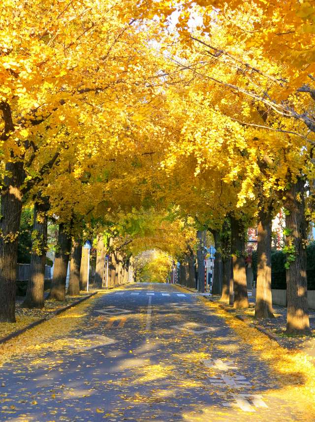 可以寧靜欣賞銀杏的田園調布