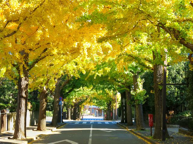 東京賞楓隱藏景點，田園調布的銀杏木