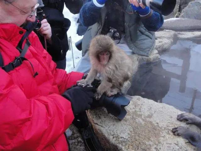 Visitors to Jigokudani