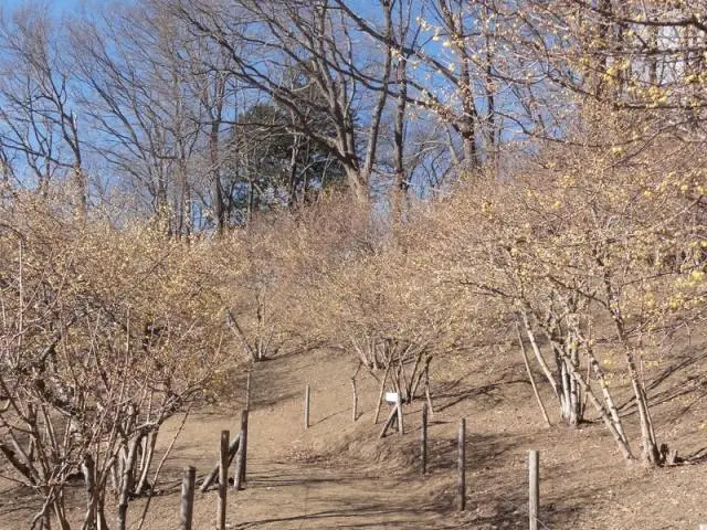 從遠處乍一看感覺會以為只是“一片枯木的樹林”