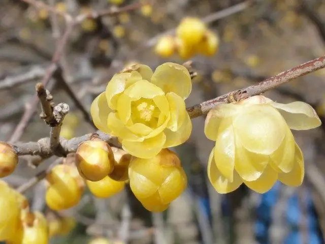 好像是蠟雕工藝一樣的花瓣