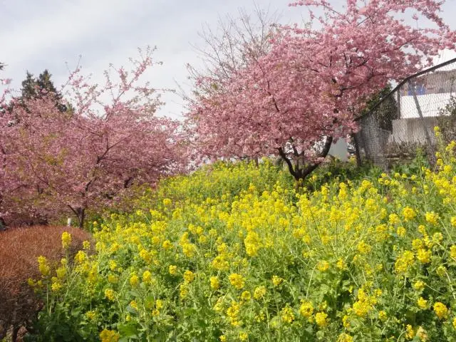 松田山 櫻花隧道