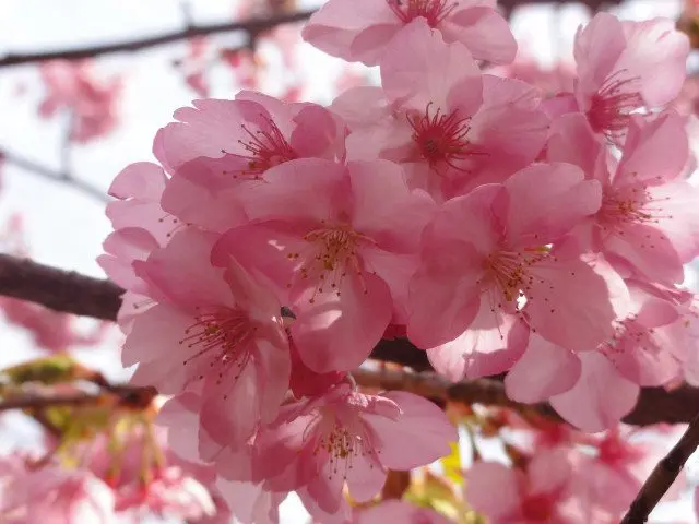 花期大約能持續1個月的河津櫻