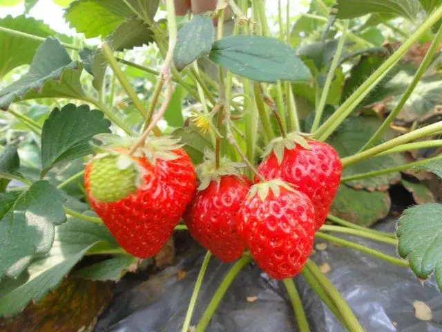 在津久井濱車站搭乘公車體驗摘草莓活動