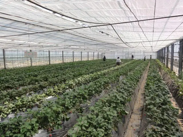 溫室草莓園