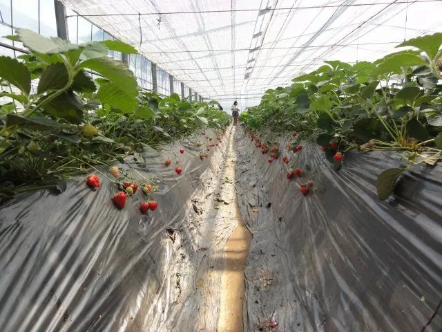 在溫室體驗愉快的摘草莓活動