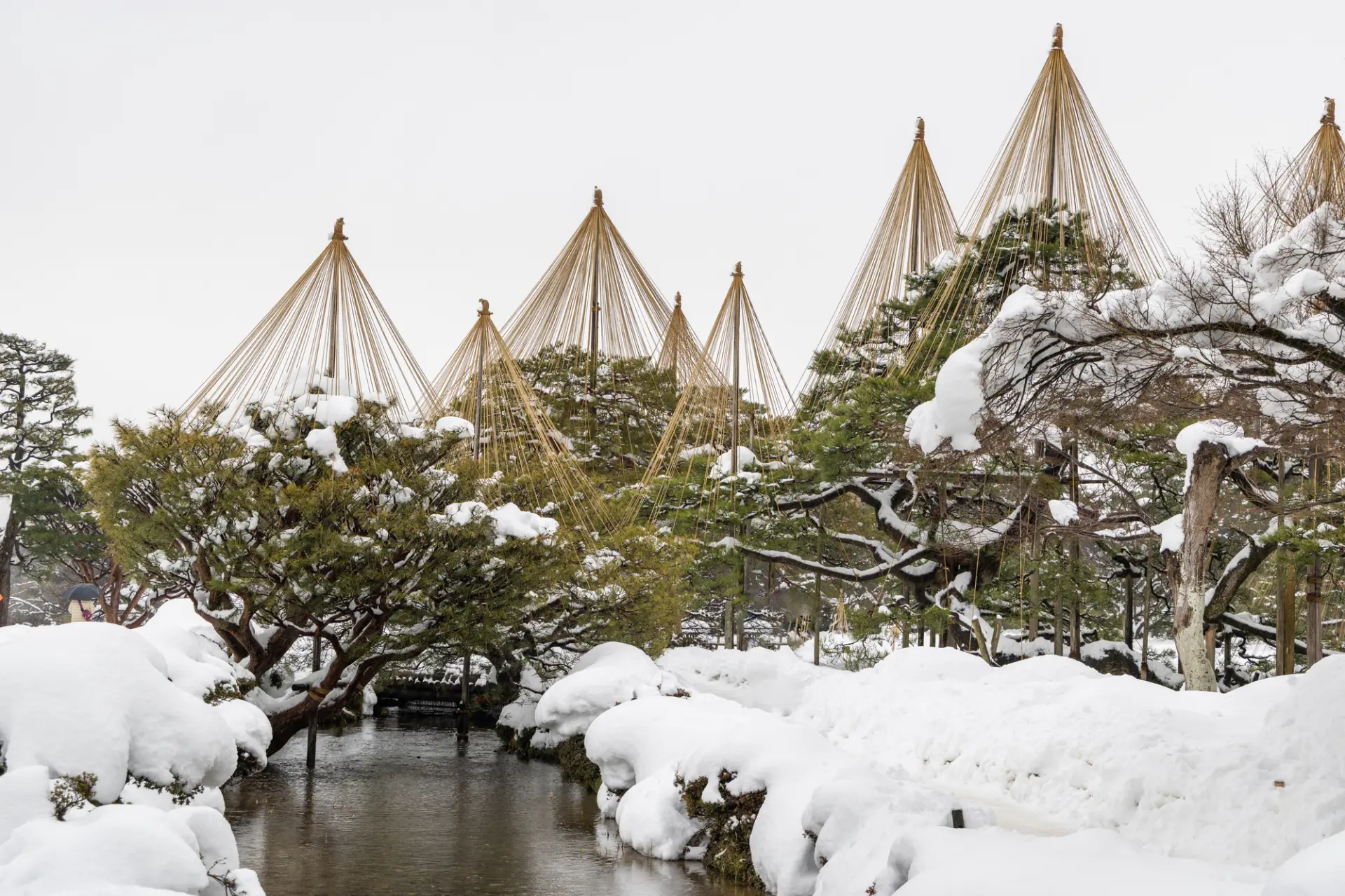 唐崎松の雪吊りは、金沢の冬の風物詩