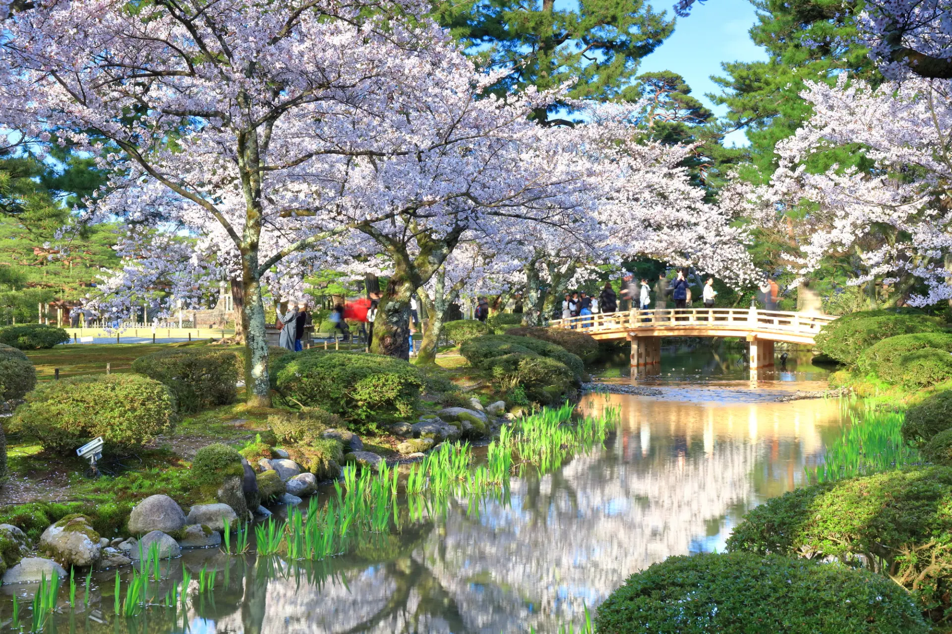 晴天の「兼六園」の花見橋と満開の桜