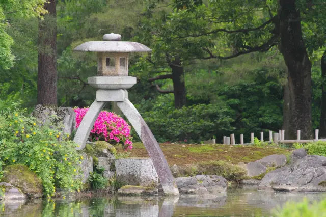 Its distinctive appearance places one leg in the water and one on a stone