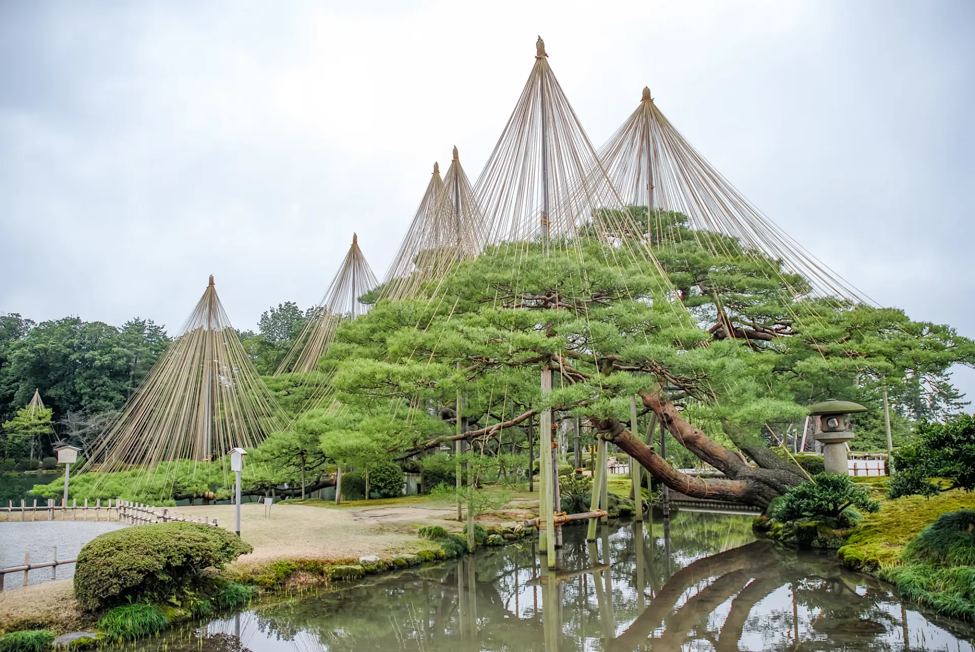 唐崎松の見事な枝ぶりを捉えたい