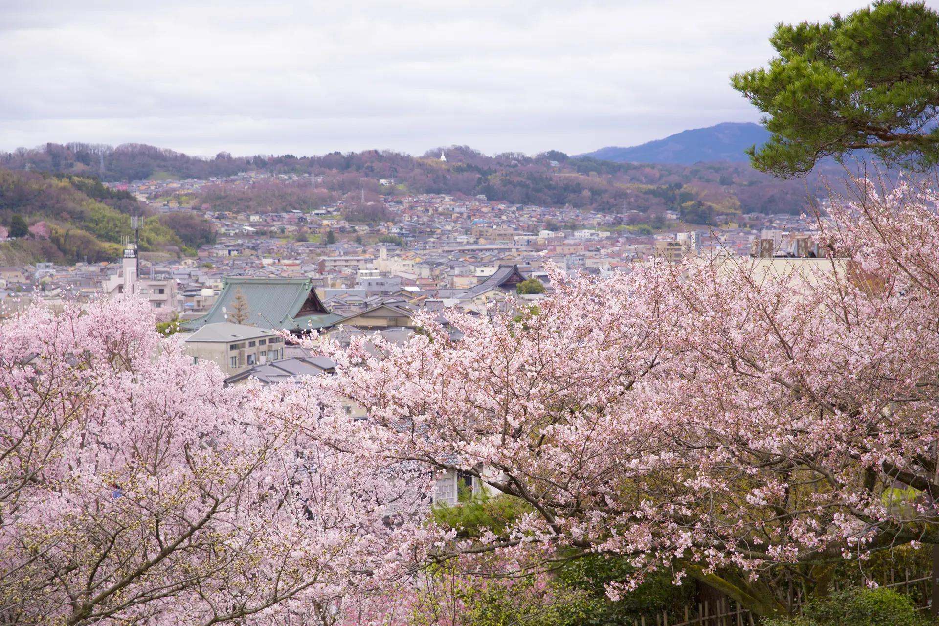 春には桜に彩られた市街地を堪能