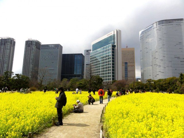 3月造訪濱離宮恩賜庭園，去看盛開在東京中心的油菜花田！