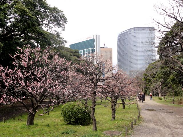 油菜花田的深處是一片梅林