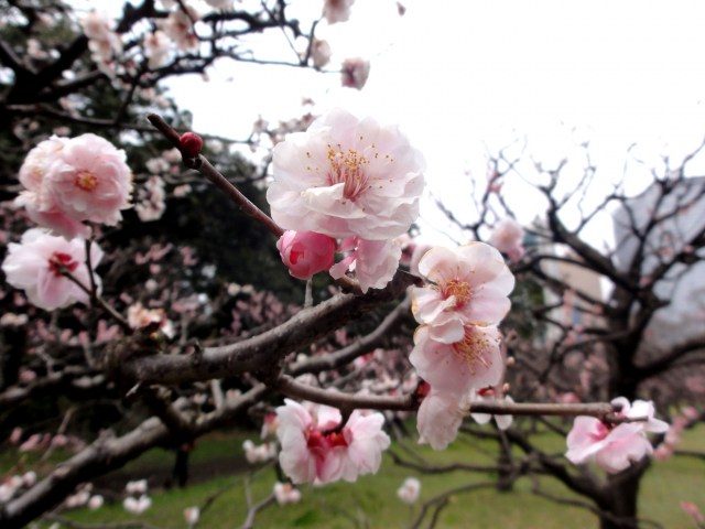 2月下旬到3月中旬還是梅花的佳期