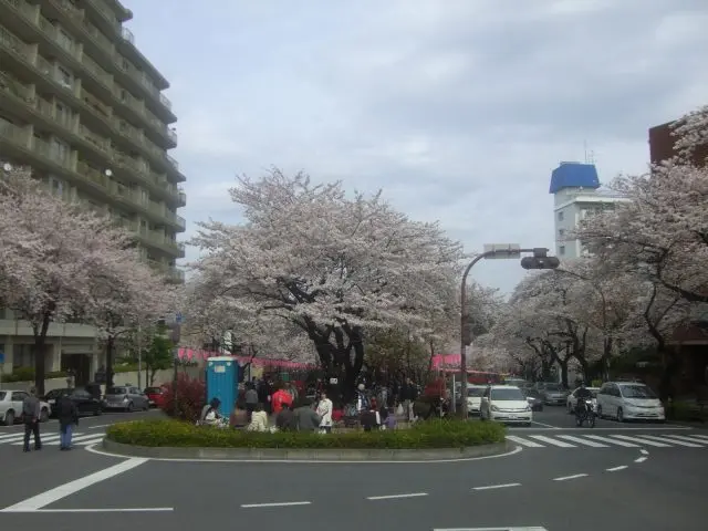 Must-visit Cherry Blossoms viewing spot, Koishikawa Botanical Garden•Harimazaka (Bunkyou-ku of Tokyo).