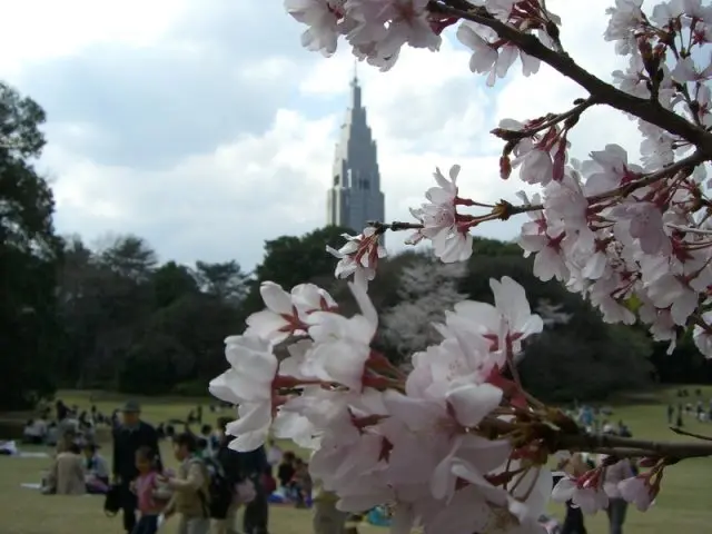 NTT docomo代代木大樓×櫻花的景緻