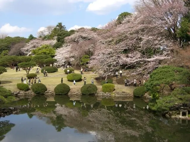 日本庭園與櫻花