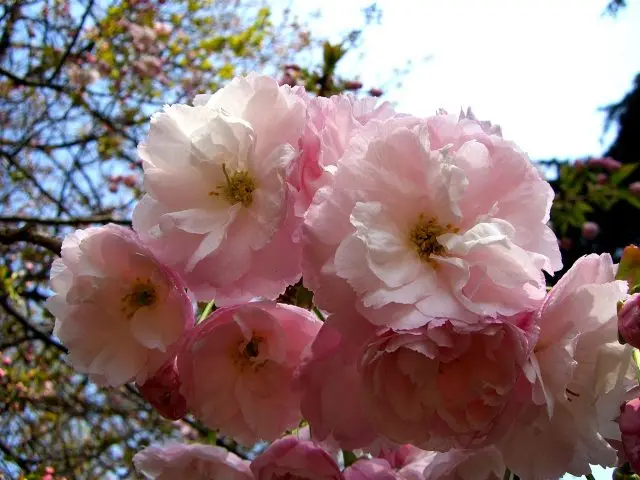 櫻花的品種：「一葉」