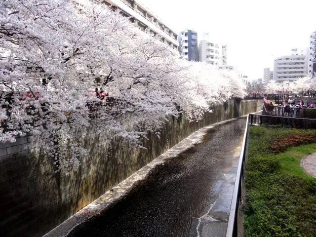 被滿開的櫻花覆蓋的目黑川