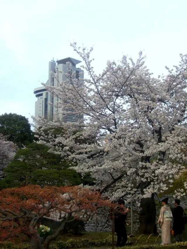 園內滿開的染井吉野