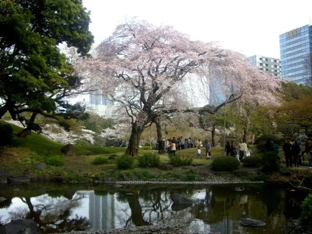 園內水塘與櫻花樹