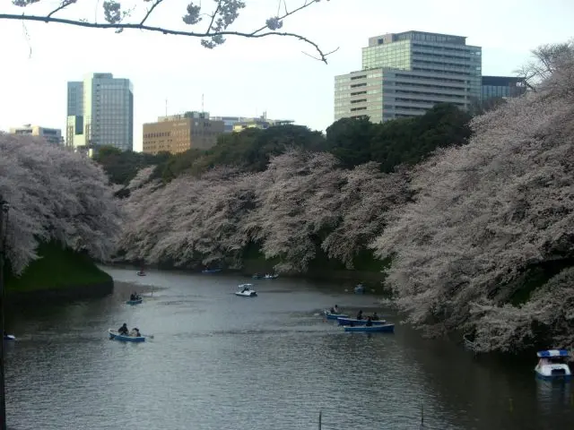 東京都千代田區的著名賞櫻景點千鳥淵