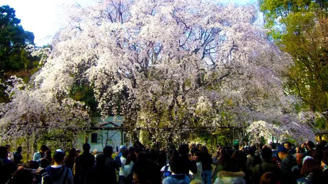 【六義園櫻花指南】去六義園賞櫻，就是要去欣賞華麗孤高的枝垂櫻！