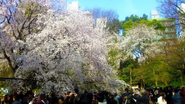 周邊擠滿了拍照的賞花客