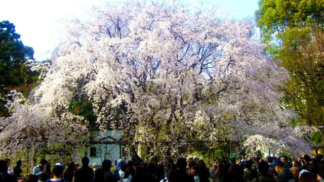 从正门一进入，马上就能看到的“枝垂樱一号”