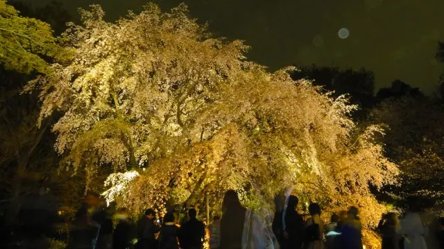 夜晚点灯后的枝垂樱一号