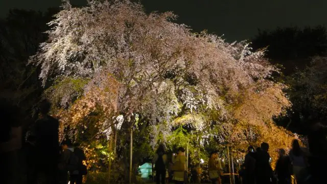 夜晚点灯后的枝垂樱一号