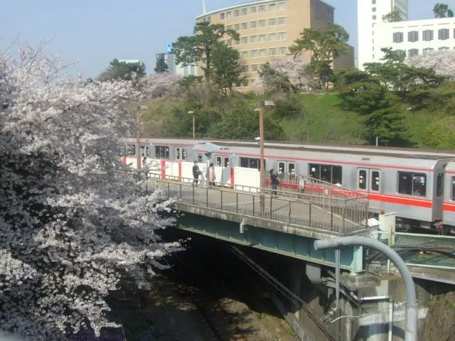 四谷車站的櫻花