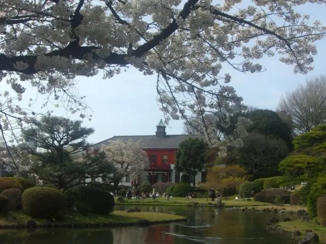 小石川植物園的櫻花