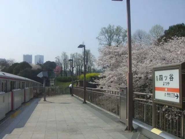 四谷車站的櫻花